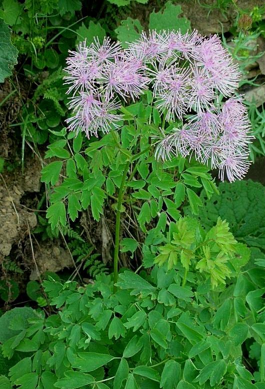 Thalictrum aquilegifolium / Pigamo colombino
